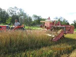 Combining with an Allis Chalmers All-Crop Harvester