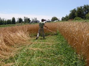 Tevis mowing "into the wall"